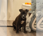 Small Photo #3 American Staffordshire Terrier-Unknown Mix Puppy For Sale in Holly Springs, NC, USA