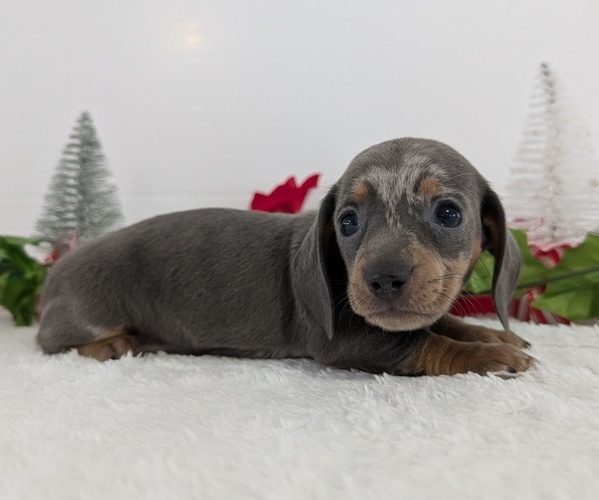 Medium Photo #24 Dachshund Puppy For Sale in GOSHEN, IN, USA