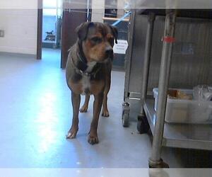 Rottweiler-Unknown Mix Dogs for adoption in Fayetteville, NC, USA