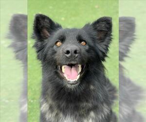 German Shepherd Dog Dogs for adoption in Woodland, CA, USA