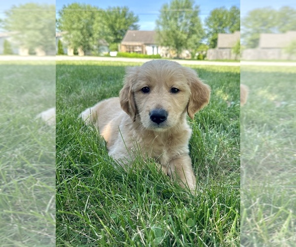 Medium Photo #24 Golden Retriever Puppy For Sale in GREENFIELD, IN, USA