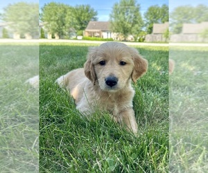 Medium Golden Retriever