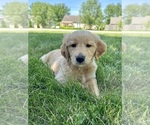Puppy Gibby Golden Retriever