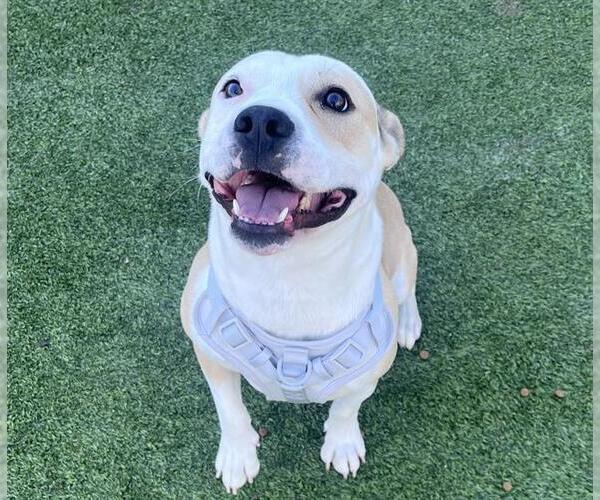 Medium Photo #1 American Staffordshire Terrier-Unknown Mix Puppy For Sale in Grand Prairie, TX, USA