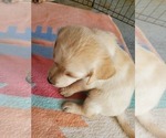 Small Photo #16 Labrador Retriever Puppy For Sale in WATERFORD, WI, USA