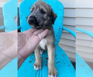 Irish Wolfhound Puppy for sale in WOLCOTT, IN, USA