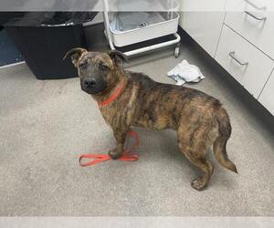 German Shepherd Dog-Unknown Mix Dogs for adoption in HESPERIA, CA, USA