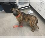 Small German Shepherd Dog Mix