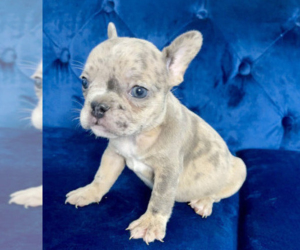 Medium Photo #3 French Bulldog Puppy For Sale in PALMDALE, CA, USA