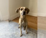 Small #3 Black Mouth Cur Mix