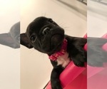 Small Photo #6 French Bulldog Puppy For Sale in CLIFTON, NJ, USA
