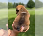 Small #2 English Bulldog