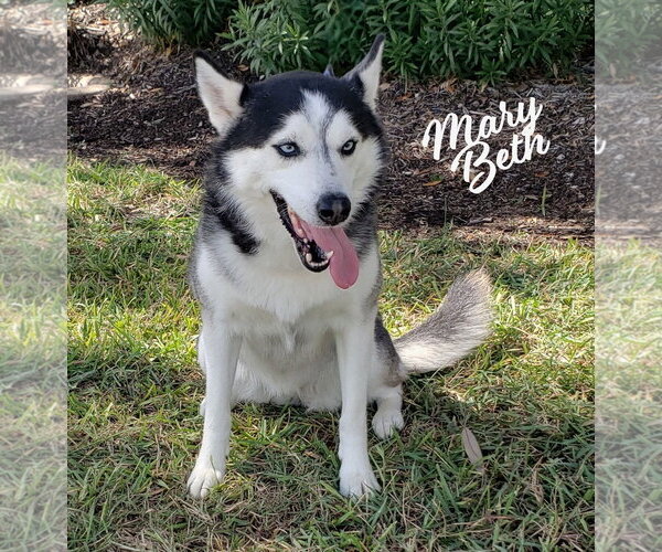 Medium Photo #1 Siberian Husky Puppy For Sale in HOUSTON, TX, USA