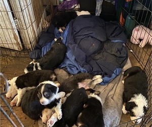 Australian Shepherd Litter for sale in VISALIA, CA, USA