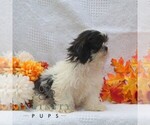 Small #1 Shih Tzu