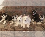 Small Photo #7 German Shepherd Dog-Siberian Husky Mix Puppy For Sale in SAINT MARYS, KS, USA