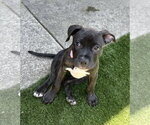 Small #8 American Pit Bull Terrier