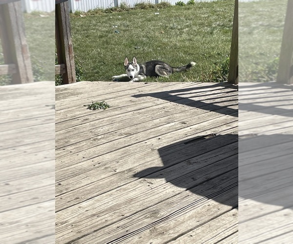 Medium Photo #3 Siberian Husky Puppy For Sale in CROWN POINT, IN, USA