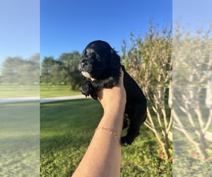 Cock-A-Poo Puppy for Sale in STEPHENVILLE, Texas USA