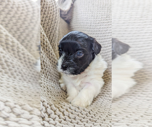 Havanese Puppy for sale in OWASSO, OK, USA