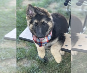 German Shepherd Dog Puppy for sale in BRISTOL, CT, USA