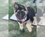 Small German Shepherd Dog