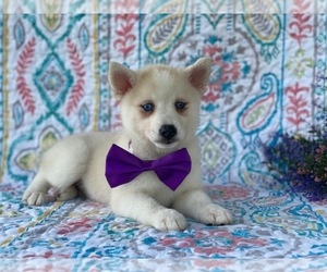 Pomsky-Shiba Inu Mix Puppy for sale in LANCASTER, PA, USA