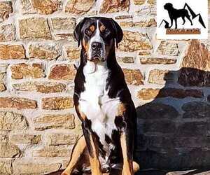 Father of the Greater Swiss Mountain Dog puppies born on 03/07/2023