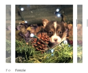 Pembroke Welsh Corgi Puppy for sale in OROFINO, ID, USA