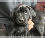 Puppy Blueberry German Shorthaired Lab