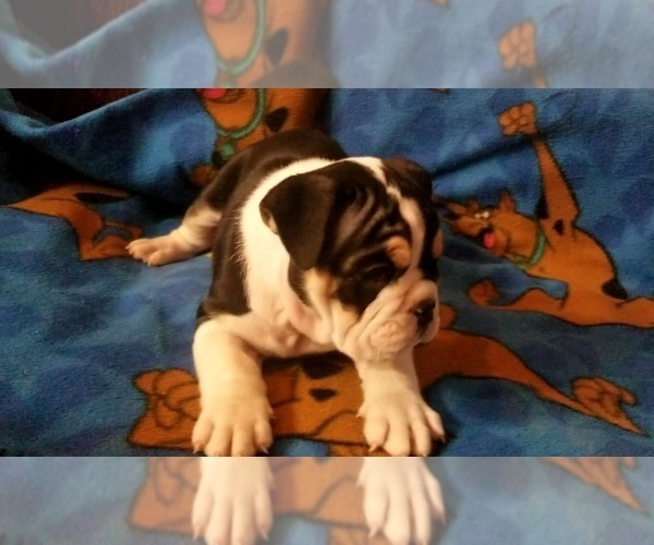 Medium Photo #27 English Bulldog Puppy For Sale in COLUMBUS, OH, USA