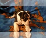 Small Photo #27 English Bulldog Puppy For Sale in COLUMBUS, OH, USA