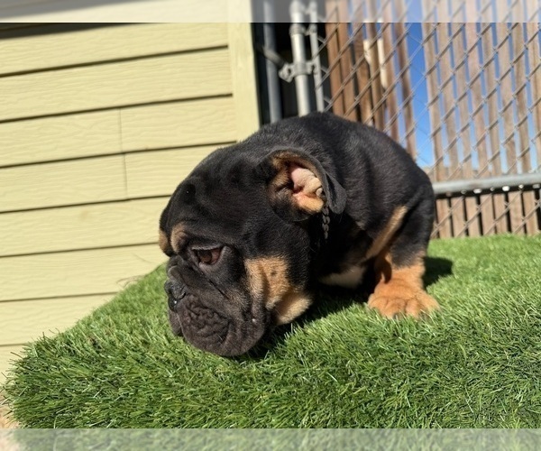 Medium Photo #6 English Bulldog Puppy For Sale in WEST HOLLYWOOD, CA, USA