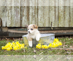 Small Photo #9 Pembroke Welsh Corgi Puppy For Sale in ELKTON, KY, USA