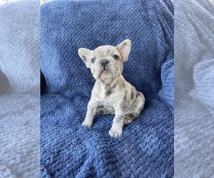 French Bulldog Puppy for sale in MCKINNEY, TX, USA