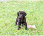 Small #2 Labrador Retriever