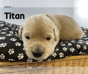 Goldendoodle-Poodle (Standard) Mix Puppy for sale in WINSTON SALEM, NC, USA
