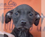 Small American Staffordshire Terrier Mix