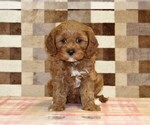 Small #2 Cavapoo (Miniature)