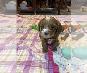 Cavapoo Puppy for Sale in MURFREESBORO, Arkansas USA