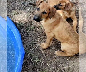 German Shepherd Dog-Unknown Mix Dogs for adoption in Prentiss, MS, USA