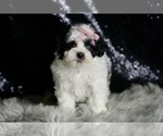 Small #2 Maltipoo