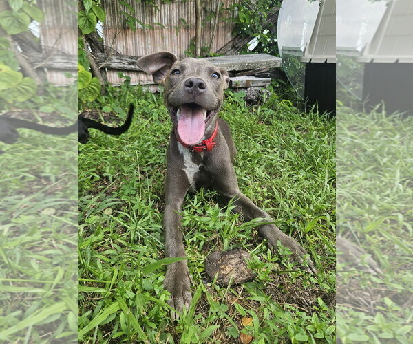 Medium Photo #1 Labrador Retriever-Unknown Mix Puppy For Sale in Miami, FL, USA