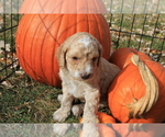 Puppy Puppy 4 Chanel Poodle (Miniature)-Poodle (Standard) Mix