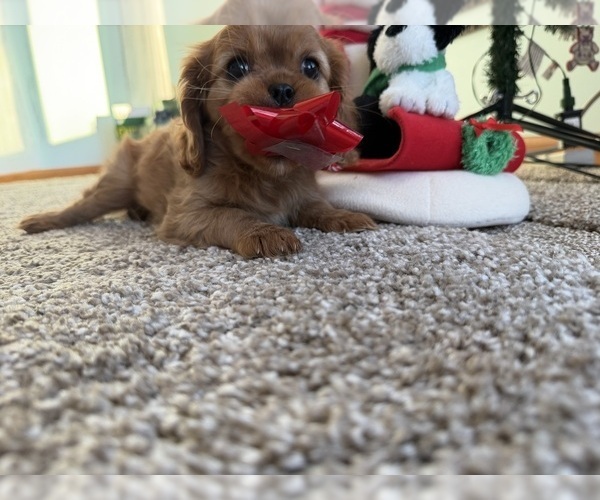 Medium Photo #13 Cavalier King Charles Spaniel Puppy For Sale in KANSAS CITY, MO, USA