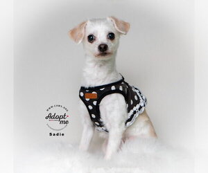 Maltese Dogs for adoption in Salt Lake City, UT, USA