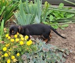 CHIEF - Male Dachshund Puppy for Sale - Photo #5