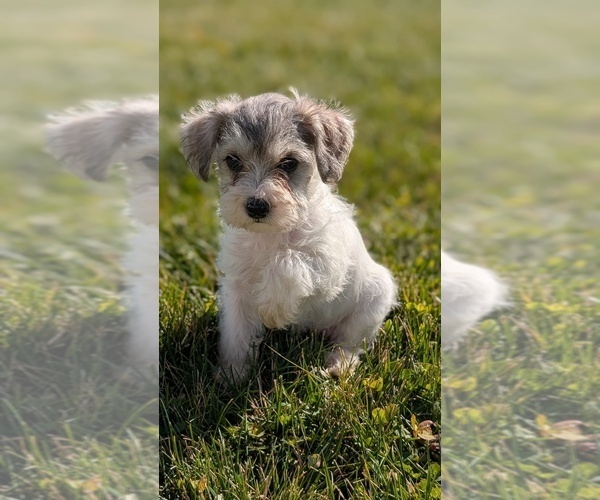 Medium Photo #11 Schnoodle (Miniature) Puppy For Sale in GOSHEN, IN, USA