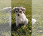 Small Photo #43 Schnoodle (Miniature) Puppy For Sale in GOSHEN, IN, USA