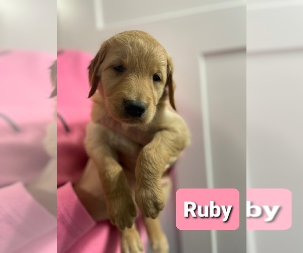 Medium Photo #11 Golden Retriever Puppy For Sale in CUB RUN, KY, USA